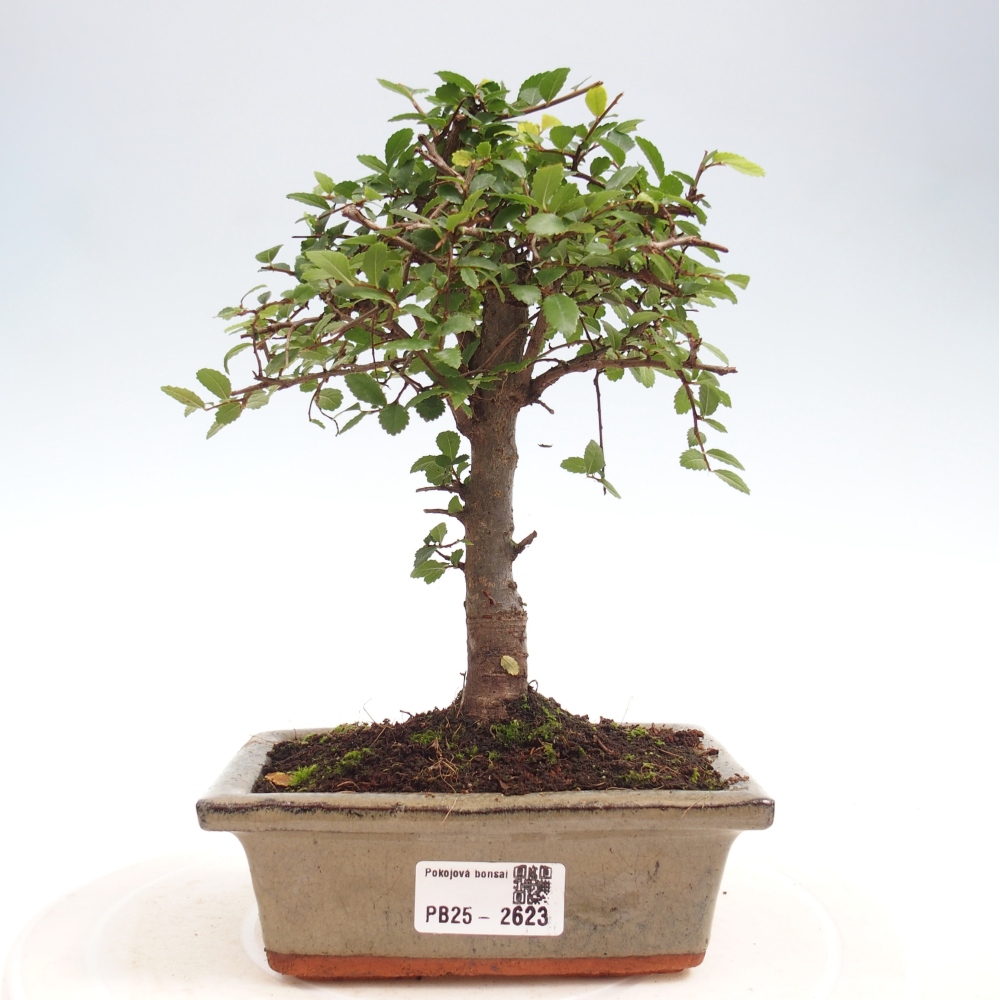 Izbová bonsai - Ulmus parvifolia - malolistá brest