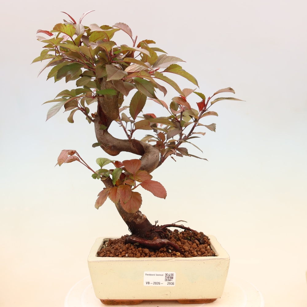 Vonkajší bonsai -Malus domestica - Maloplodá jabloň červenolistá