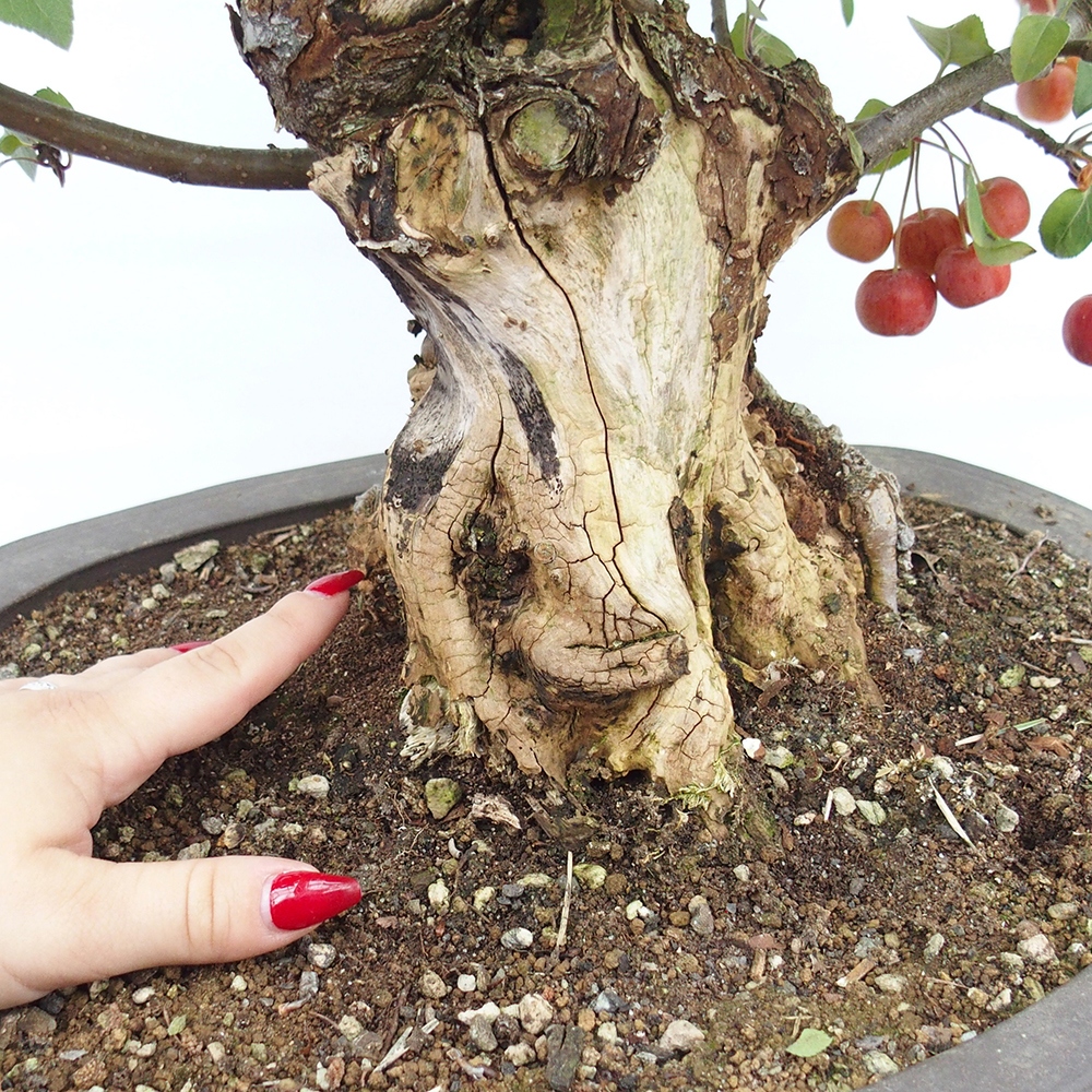Vonkajší bonsai -Malus halliana - Maloplodá jabloň