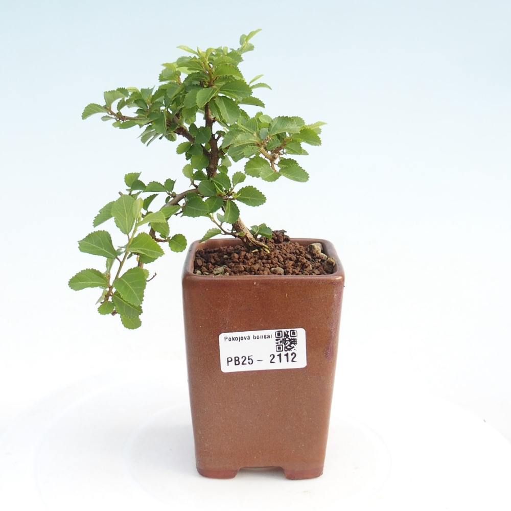 Izbová bonsai - Grewia occidentalis - Hviezdica levanduľová
