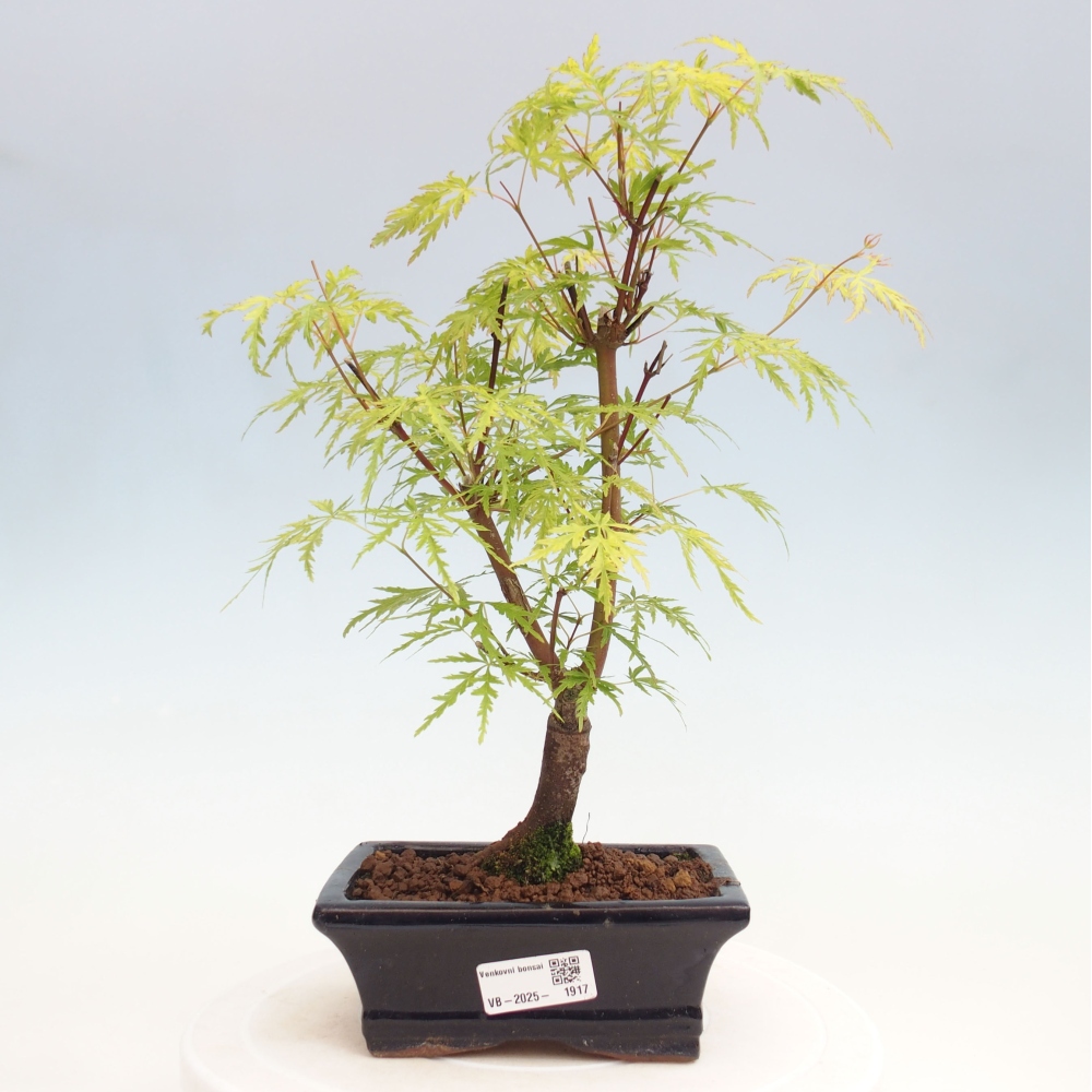 Vonkajšie bonsai - Acer palmatum Dissectum - Javor dlaňolistý 