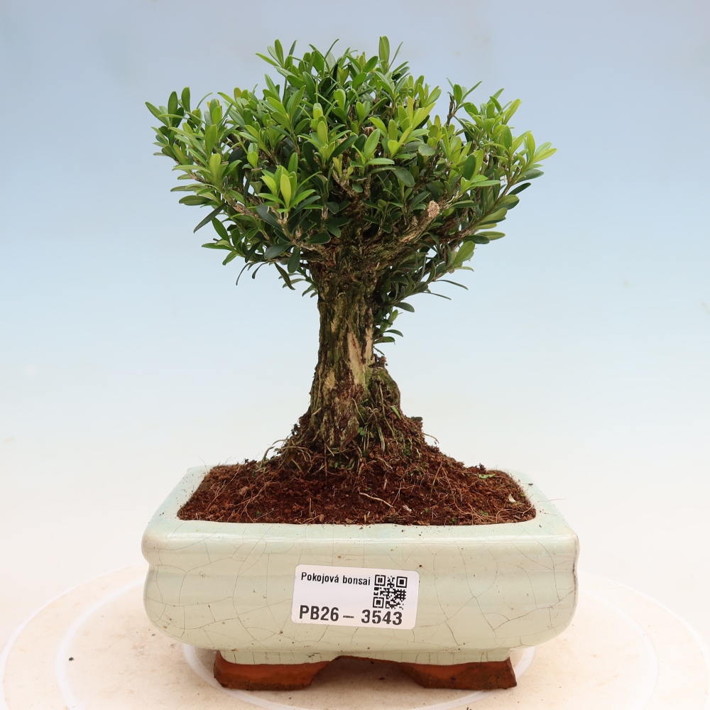 Izbové bonsaje - Buxus harlandii - korkový buxus