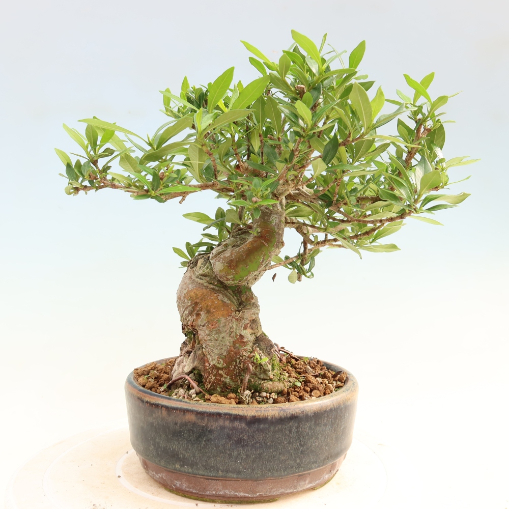 Izba bonsai – Gardenia jasminoides – gardénia