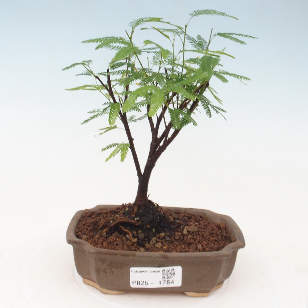 Izbová bonsai-Calliandra surinamensis Dixie Pink-Kaliandra Suriámska