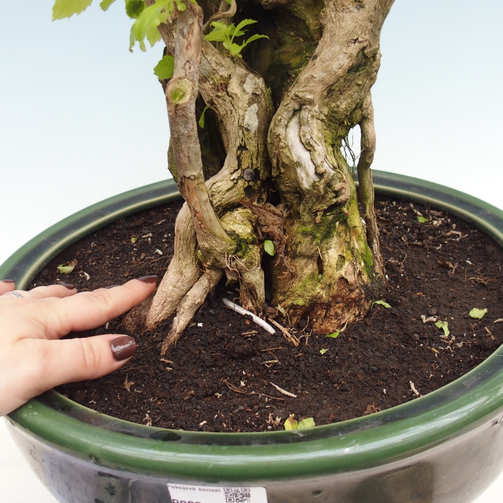 Izbový bonsaj - Duranta erecta Aurea - len osobný odber alebo preprava na paletách