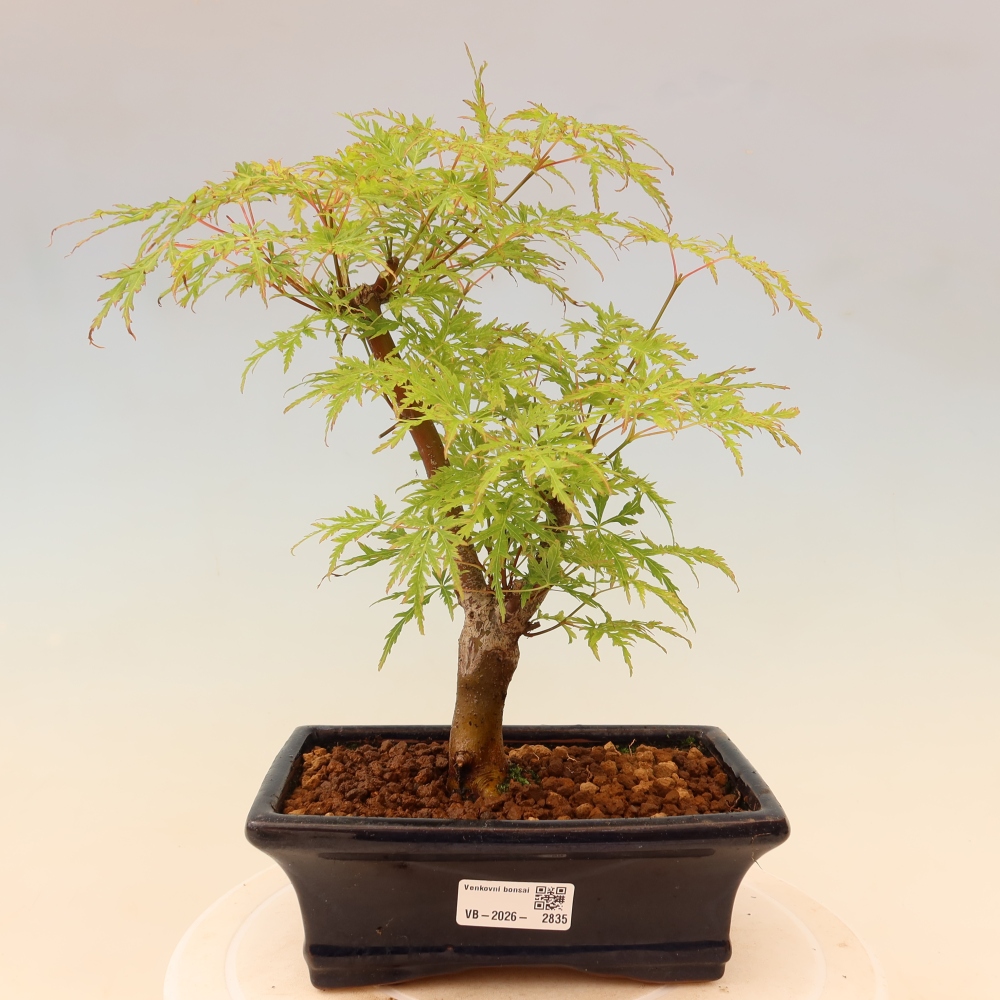 Vonkajší bonsai – Acer palmatum Dissectum – javor dlaňolistý 