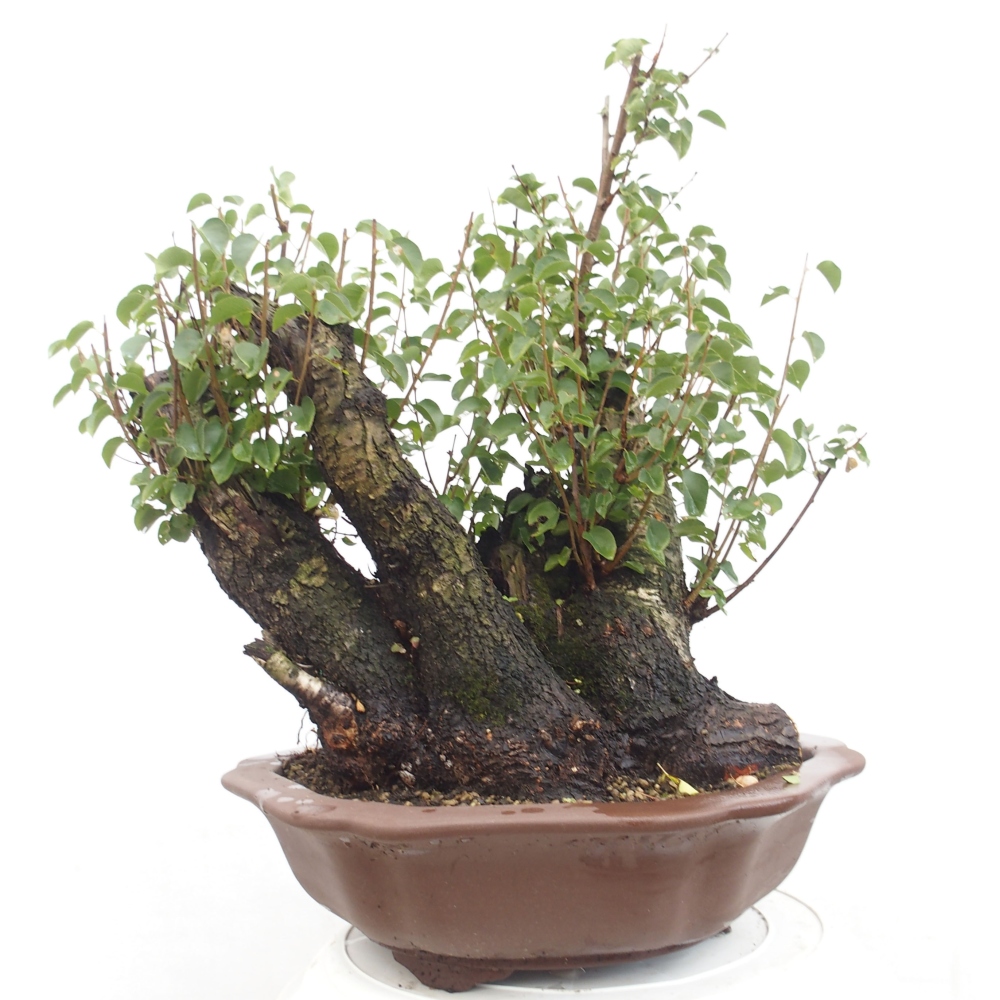 Vonkajšie bonsai - Mahalebka - Prunus mahalieb