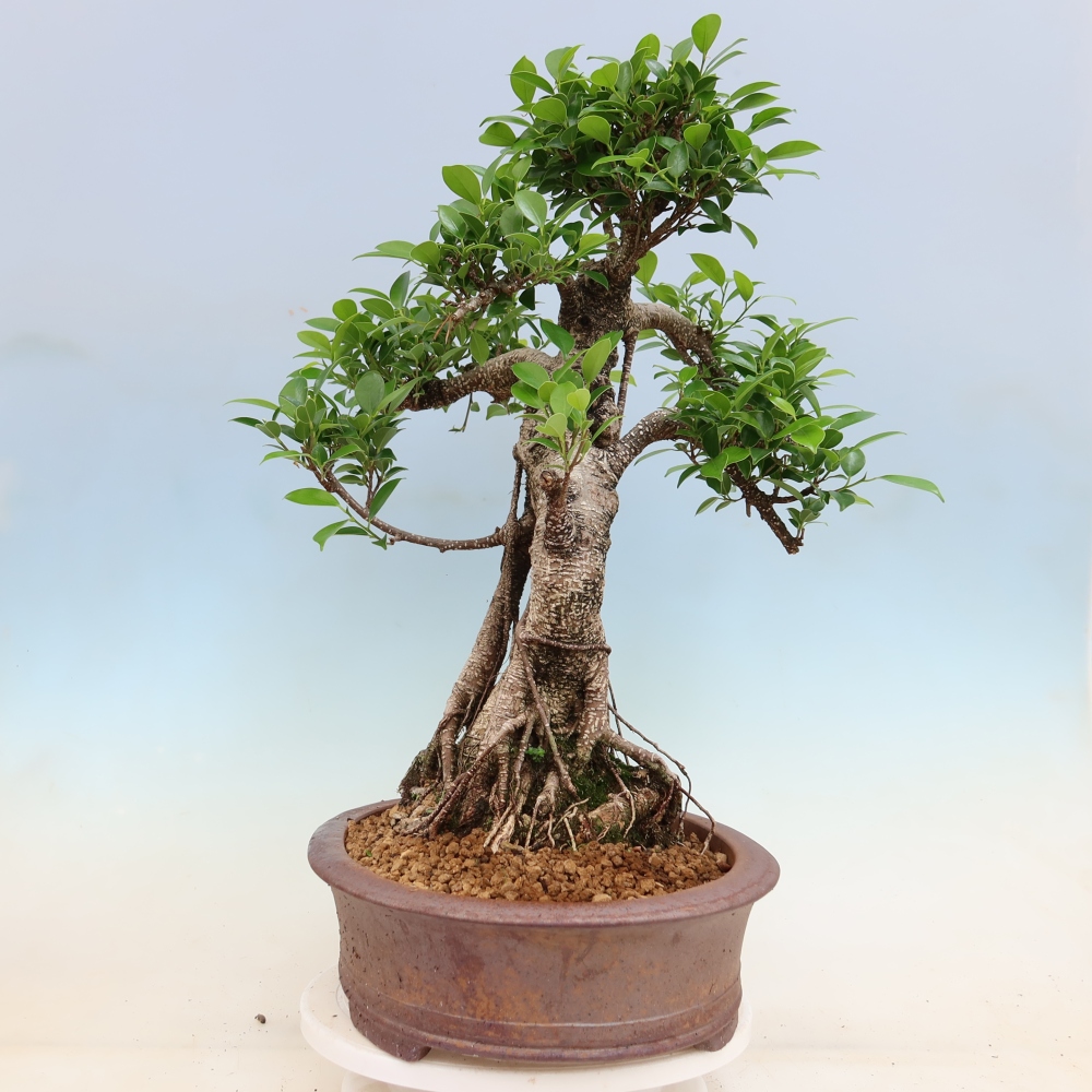 Izbové bonsaje - Ficus kimmen - drobnolistý fikus