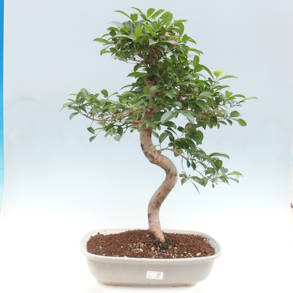 Izbová bonsai - Austrálska čerešňa - Eugenia uniflora
