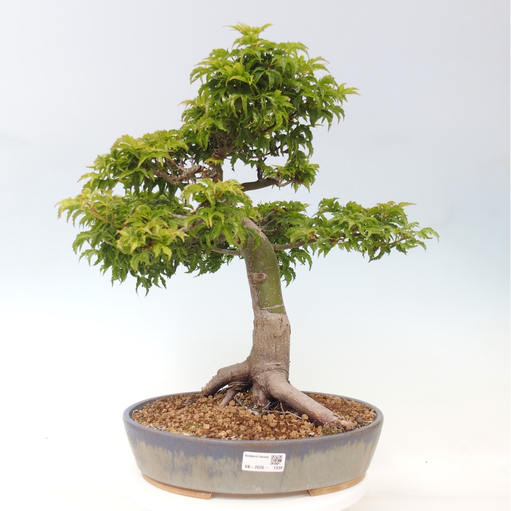 Vonkajšia bonsaj -Javorská palma Acer palmatum Shishigashira