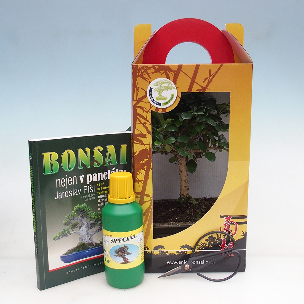 Izbový bonsaj v darčekovej krabičke Carmona microphylla - Tea fuki