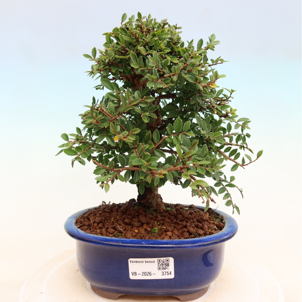 Vonkajšie bonsaje - Zelkova - Zelkova NIRE