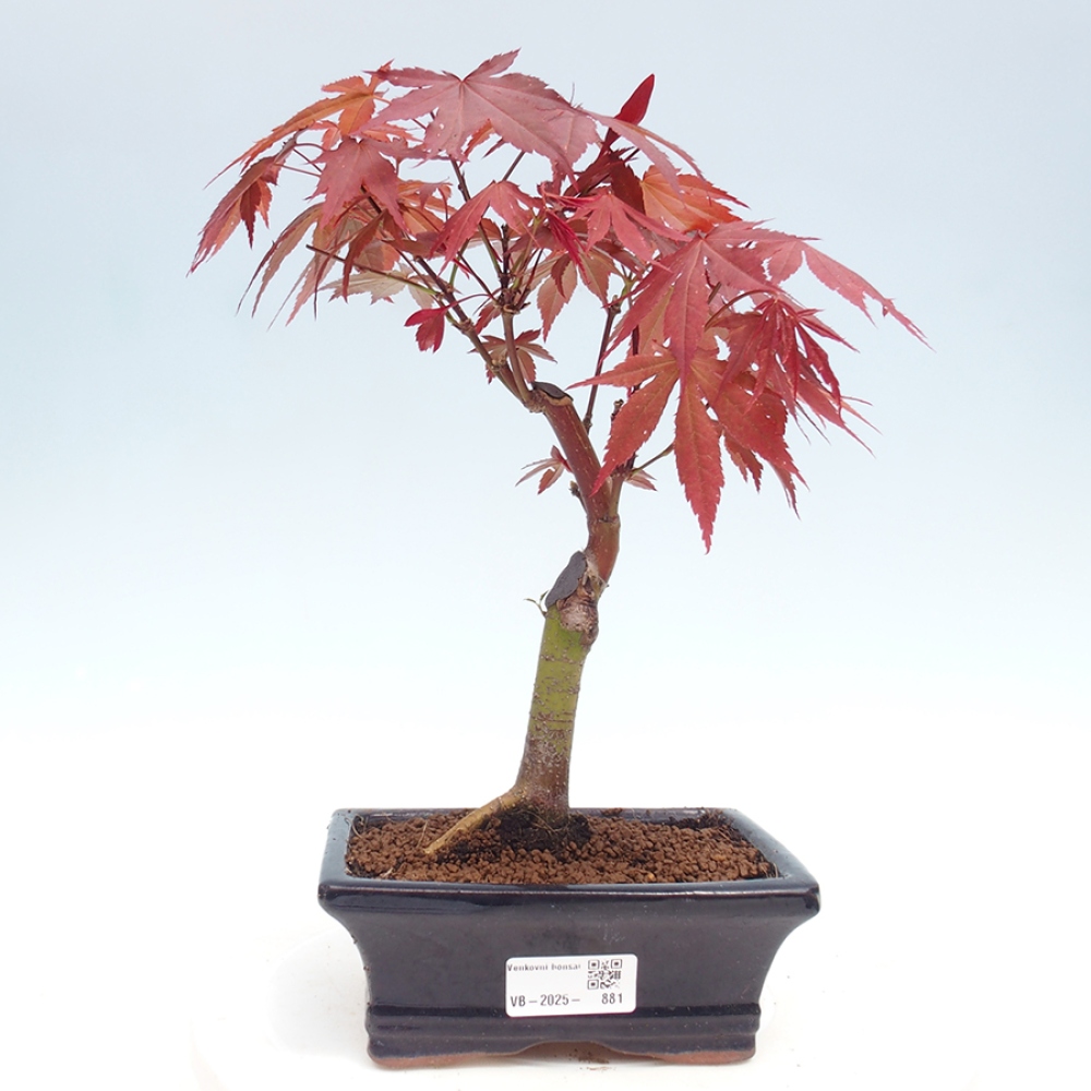Vonkajší bonsai - Acer palm. Atropurpureum-Javor dlanitolistý