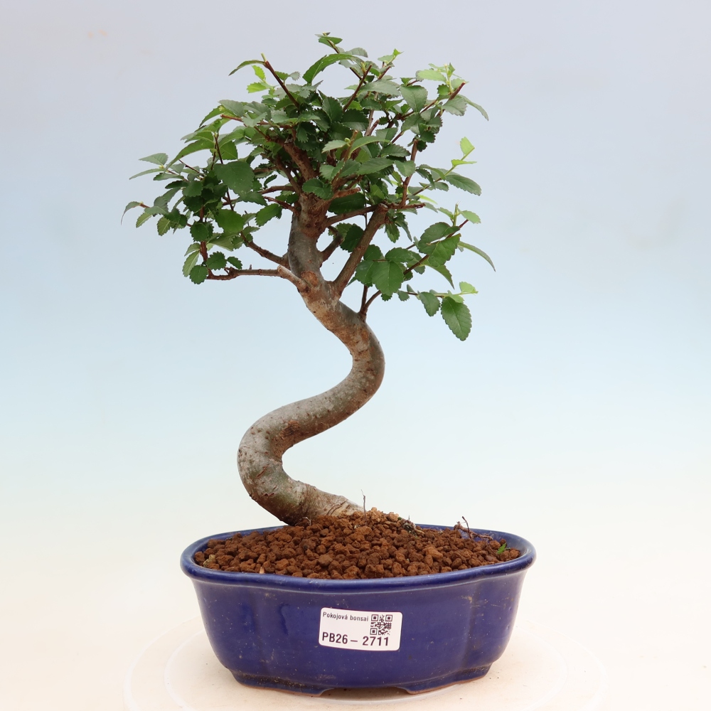 Izbový bonsaj - Ulmus parvifolia - brest malolistý