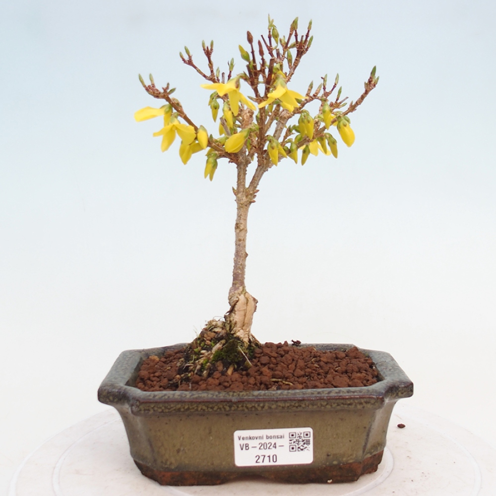 Vonkajší bonsai - Zlatice - Forsythia intermedia 