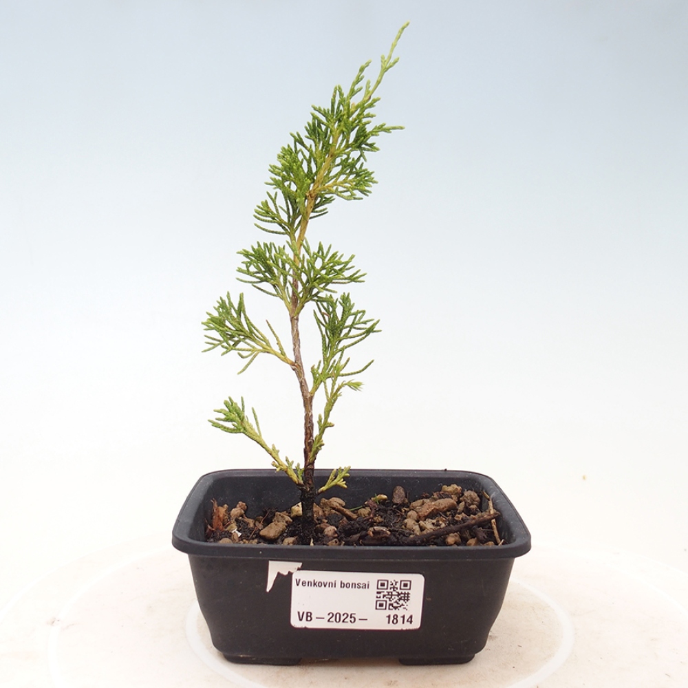 Vonkajší bonsai - Juniperus chinensis Itoigawa -Jalovec čínsky