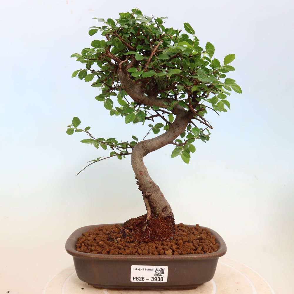 Izbový bonsaj - Ulmus parvifolia - brest malolistý