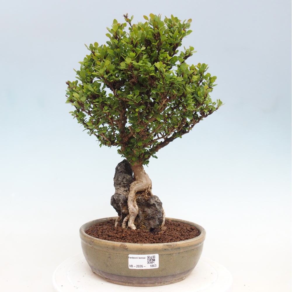 Vonkajšie bonsaje - Berberis coreana
