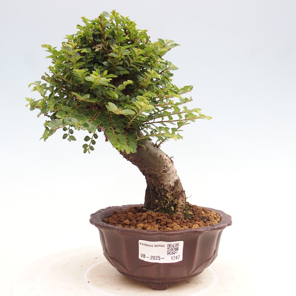 Vonkajší bonsai - Ulmus parvifolia Hokkaido - brest Činski