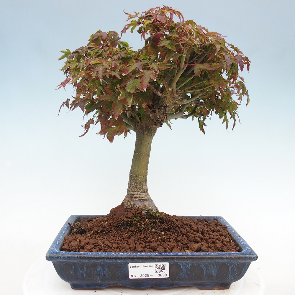 Acer palmatum KIOHIME - Javor palmetový