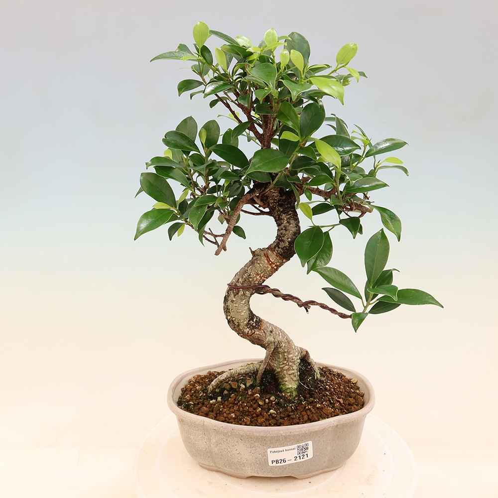 Izbový bonsaj - Ficus retusa - drobnolistý fikus