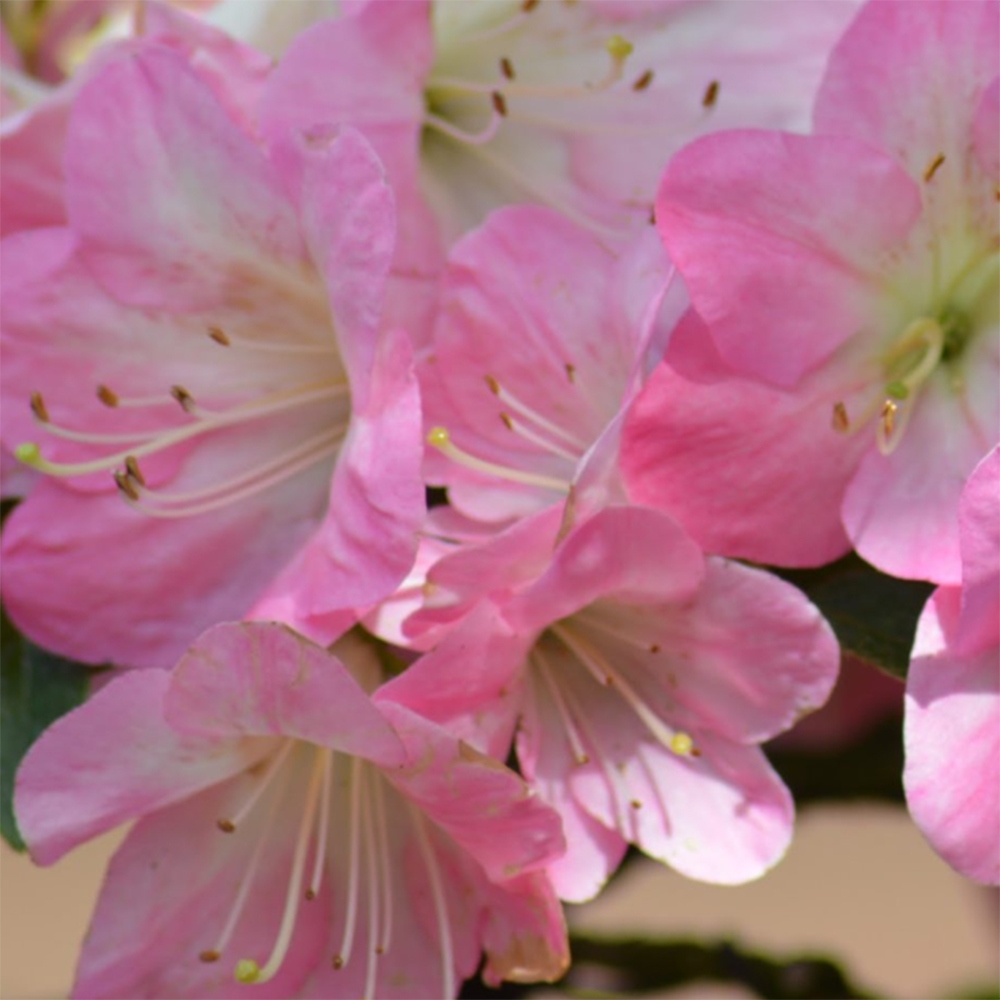 Vonkajšie bonsaje - Japonské azalky - Azalea Kinsho