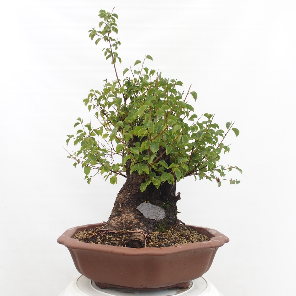 Vonkajšie bonsai - Mahalebka - Prunus mahalieb