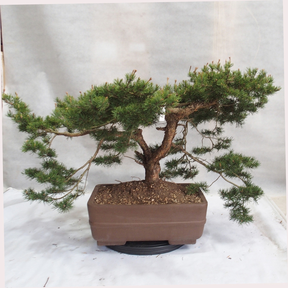 Yamadori - Pinus sylvestris 
