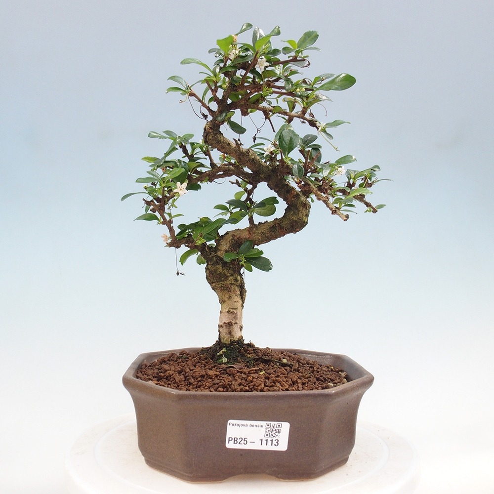 Izbová bonsai - Carmona macrophylla - Čaj fuki