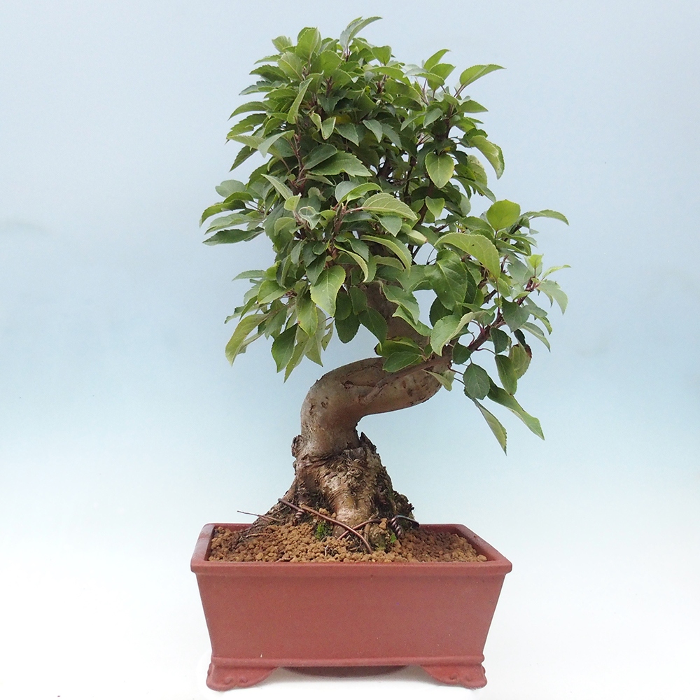 Vonkajší bonsai -Malus halliana - Maloplodá jabloň