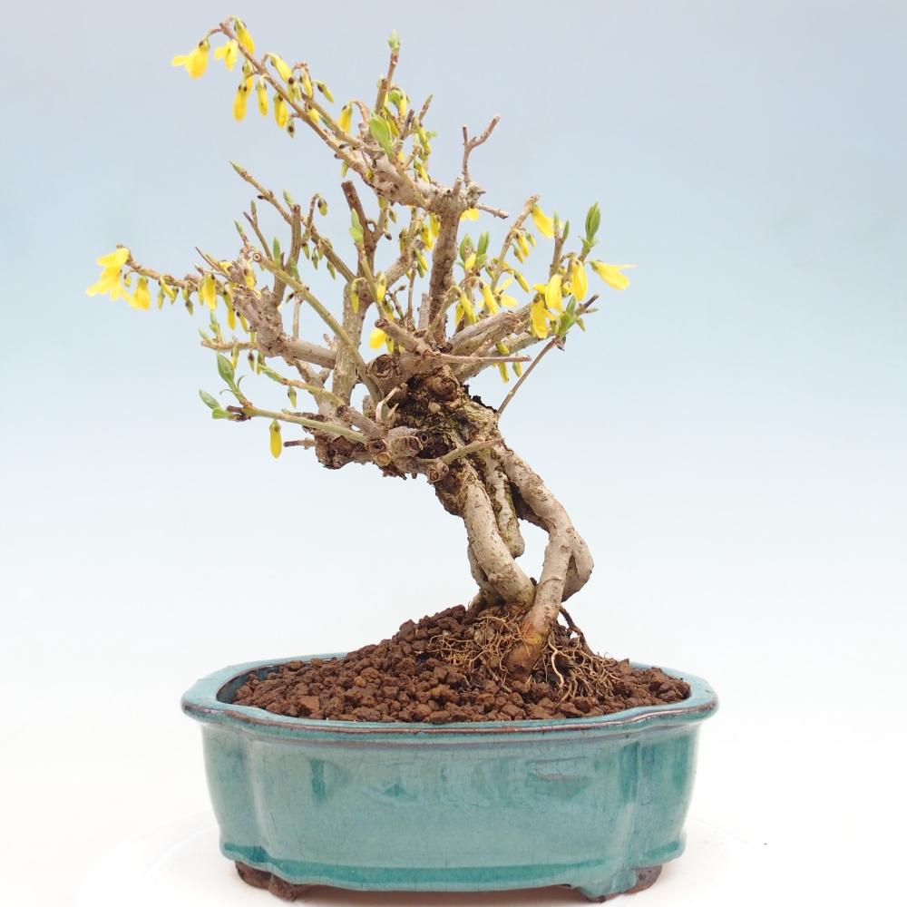 Vonkajšie bonsaje - Zlatice - Forsythia koreana