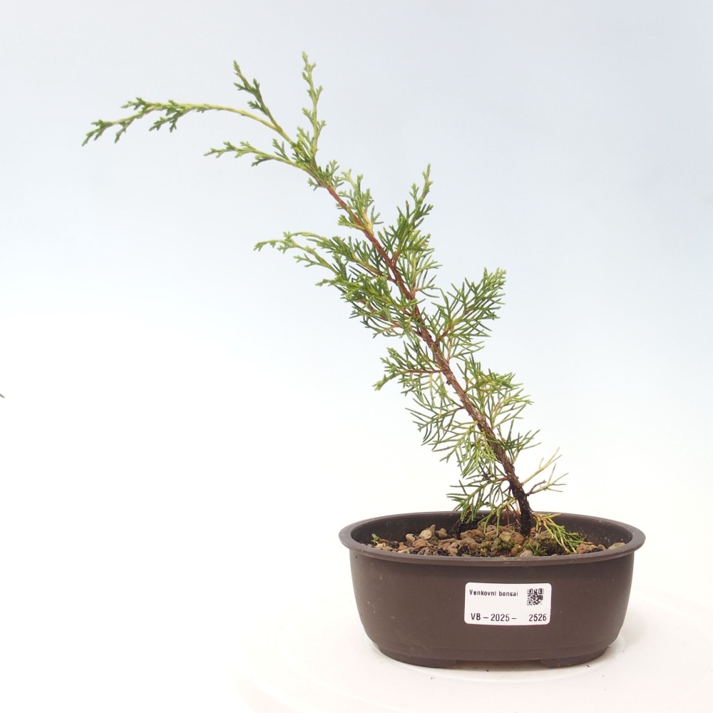 Vonkajší bonsai - Juniperus chinensis Itoigawa -Jalovec čínsky