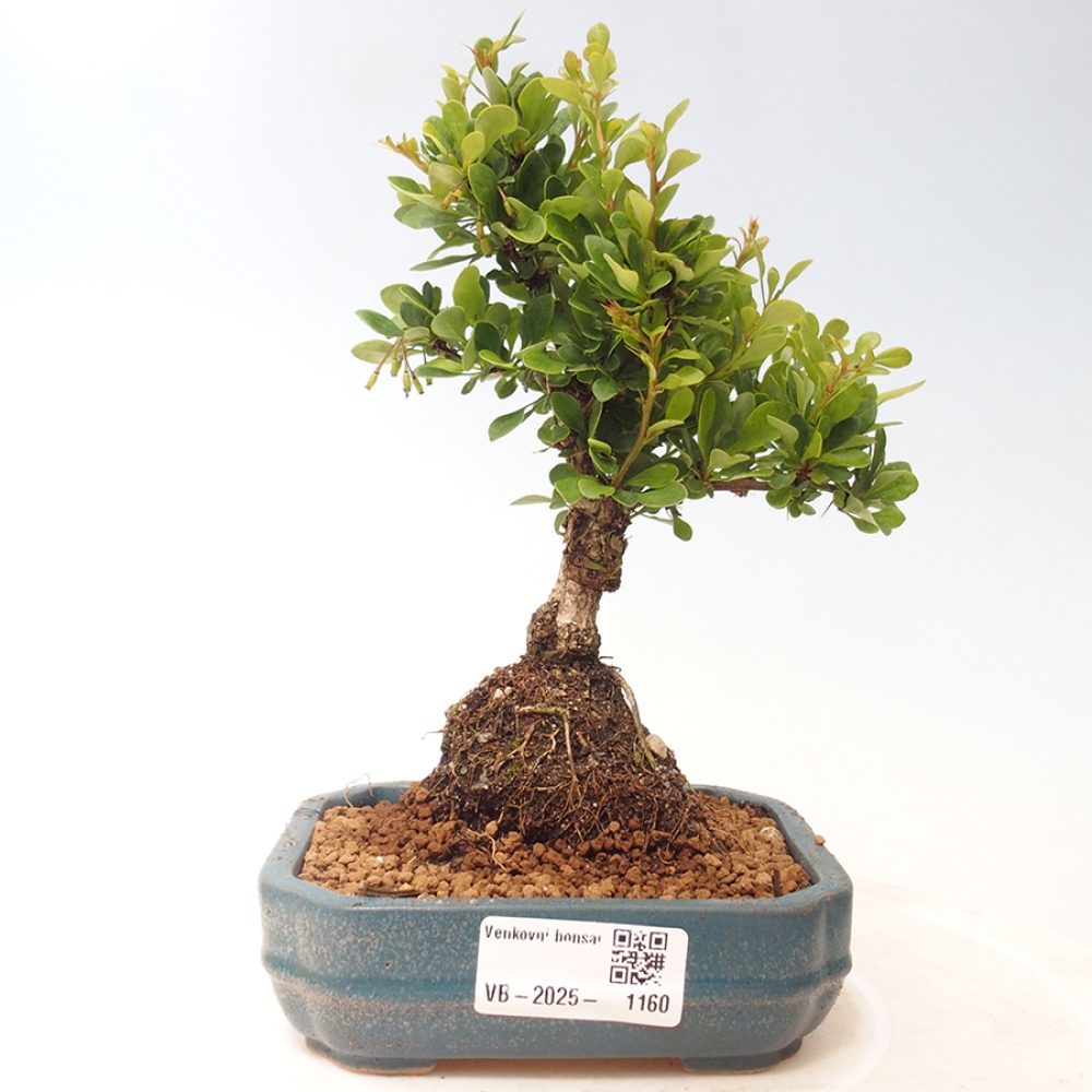Vonkajšie bonsai - Berberis thunbergii - dráč
