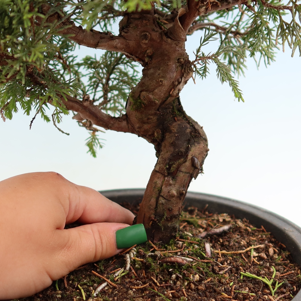 Vonkajší bonsai – Juniperus chinensis Itoigawa – čínsky jalovec