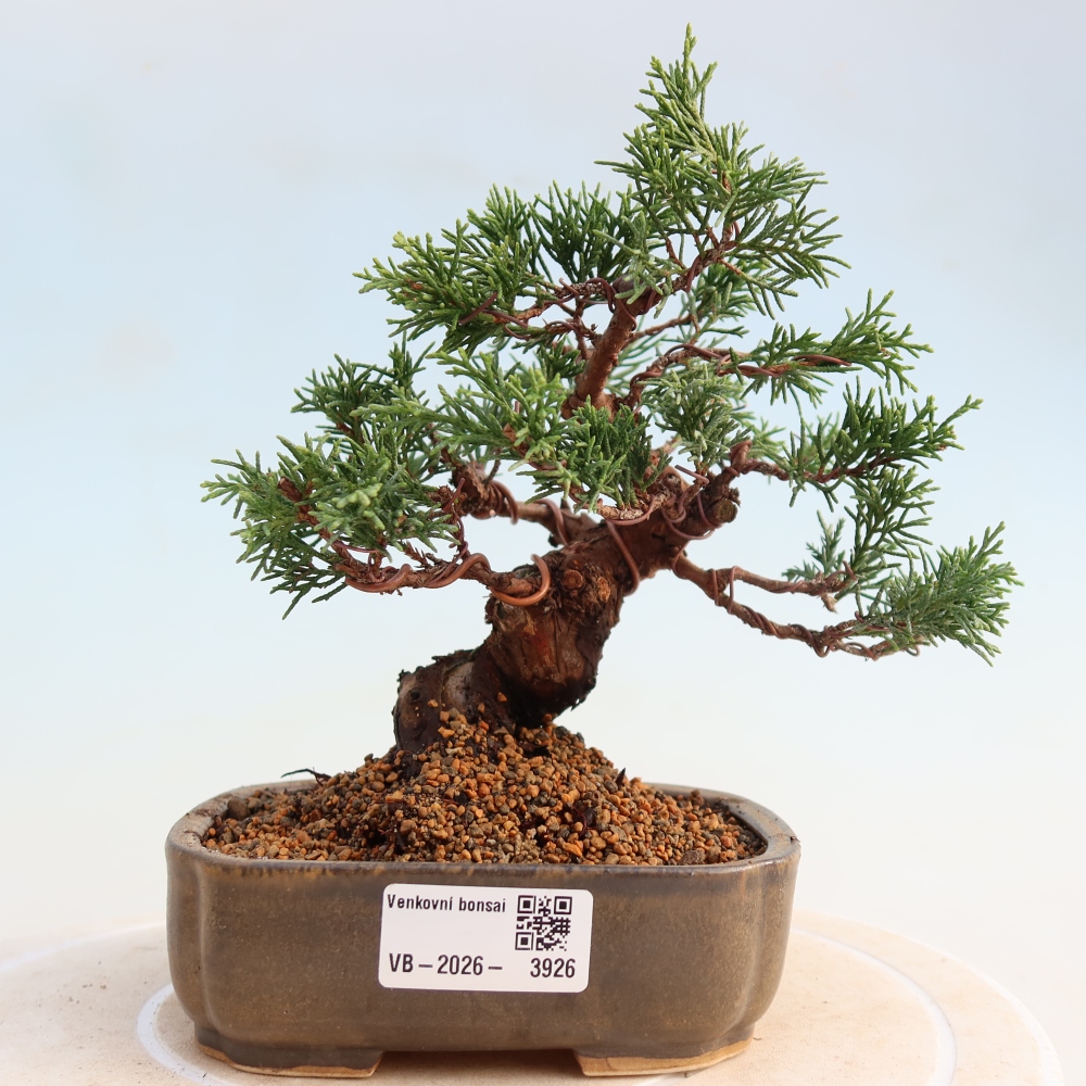 Vonkajší bonsai - Juniperus chinensis Itoigawa -Jalovec čínsky