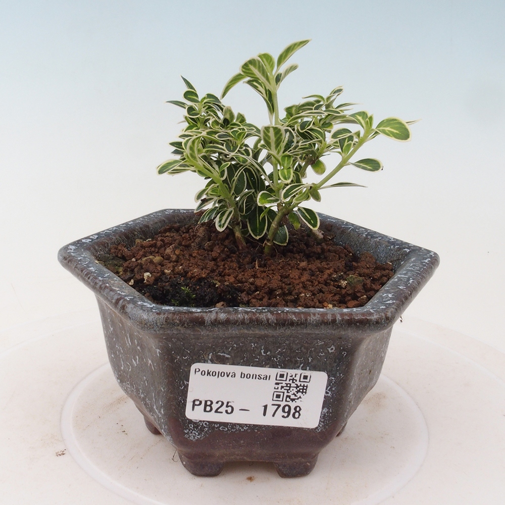 Izbová bonsai - Serissa foetida Variegata - Strom tisíce hviezd