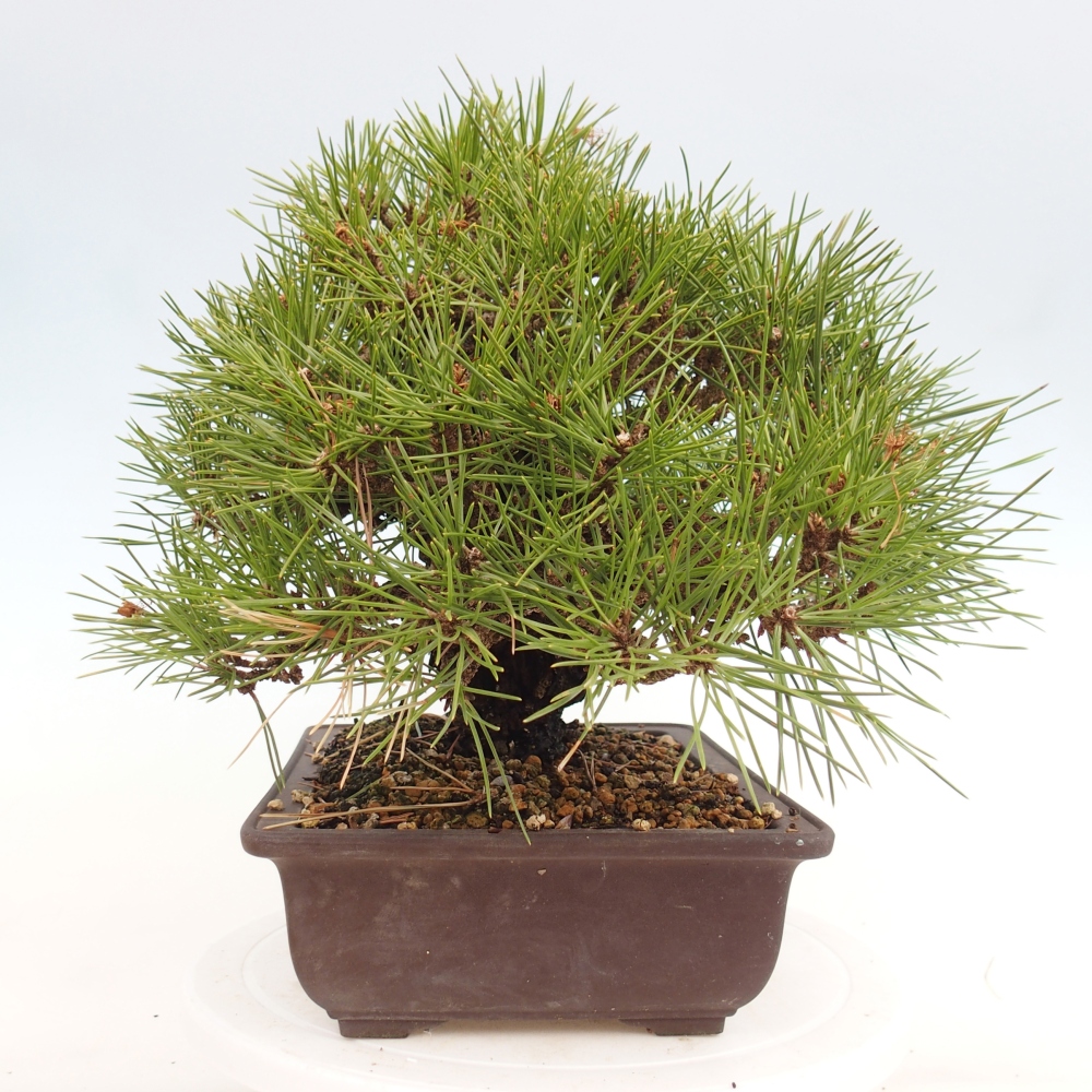 Vonkajšie bonsaje - Pinus thunbergii - borovica Thunbergova