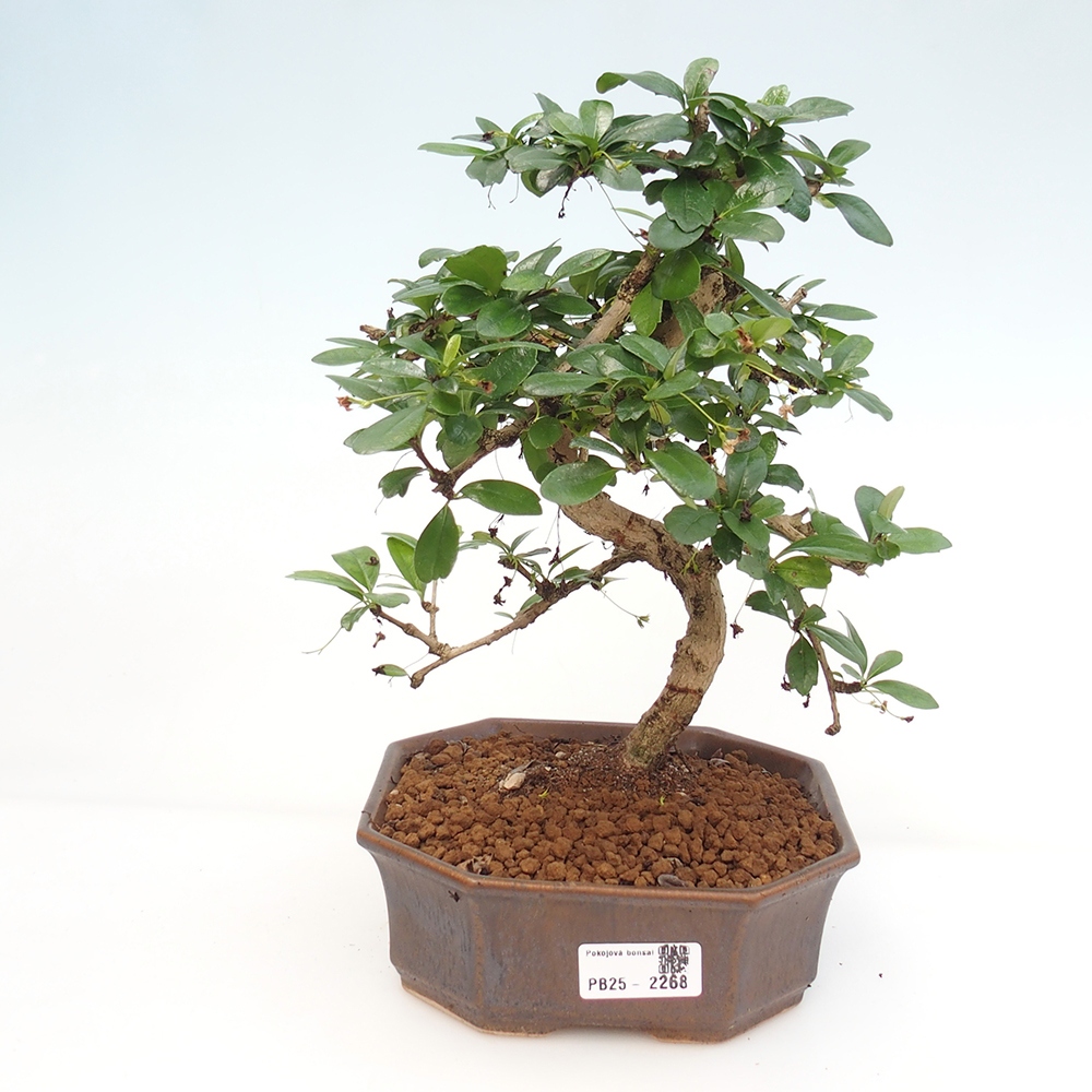 Izbová bonsai - Carmona macrophylla - Čaj fuki