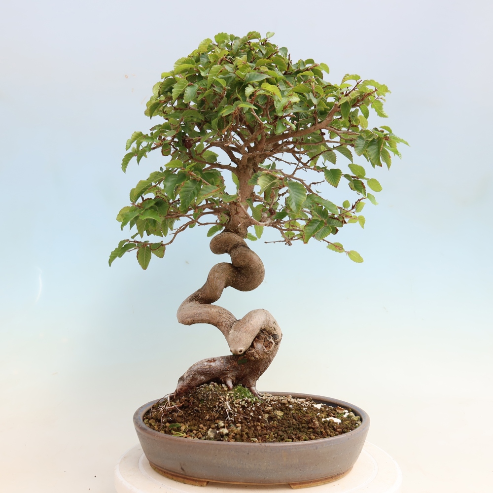Vonkajšie bonsaje -Carpinus CARPINOIDES - Hrab kórejský