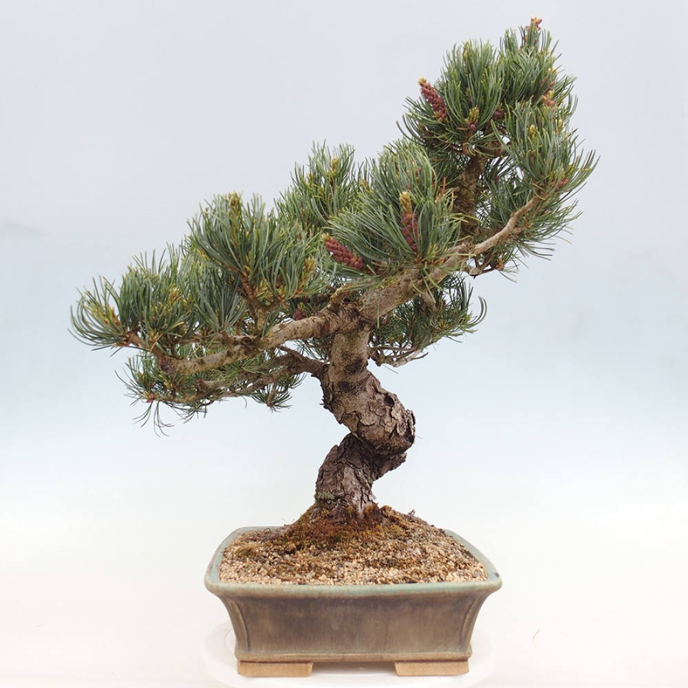 Vonkajšie bonsaje - Pinus parviflora - Pinus parviflora