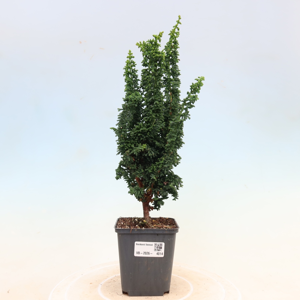 Vonkajší bonsaj - Cham. obtusa SEKKA HINOKI - Cypruštek