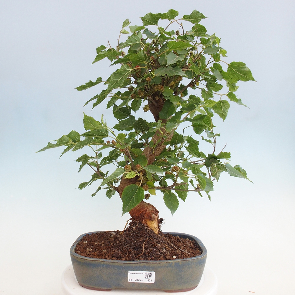 Vonkajšie bonsai -Morus albumy - moruše