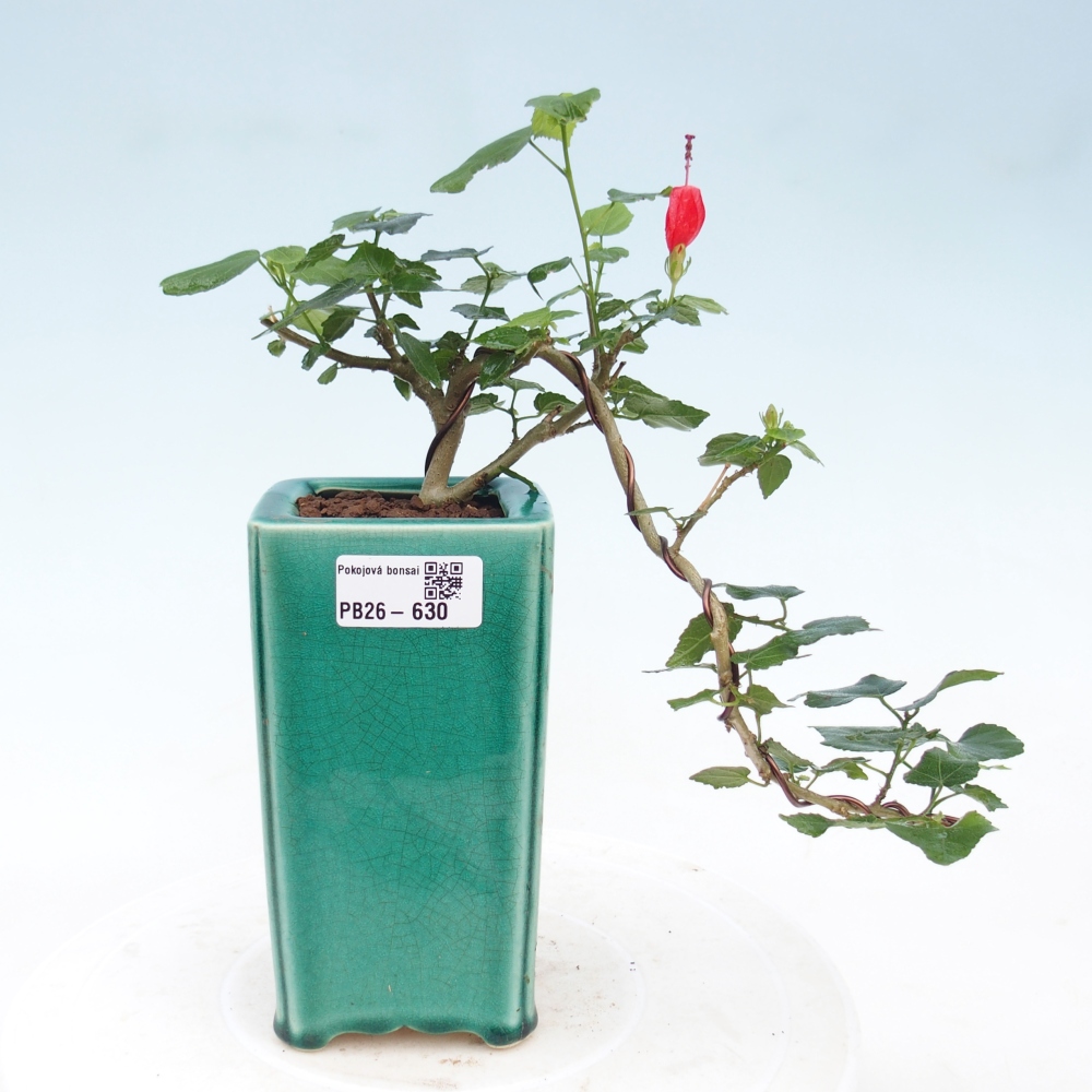 Izbový bonsaj - Malvaviscus arboreus