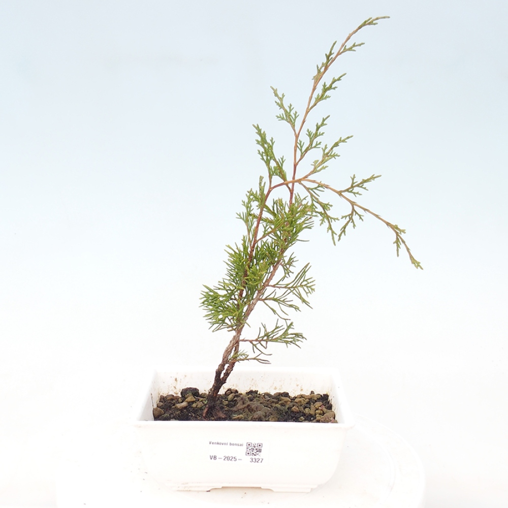 Vonkajší bonsai - Juniperus chinensis Itoigawa -Jalovec čínsky