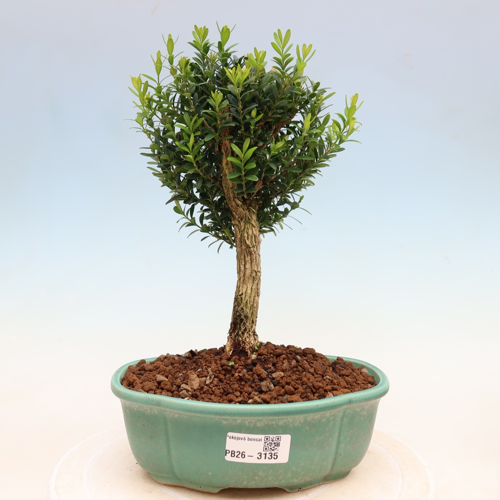 Izbové bonsaje - Buxus harlandii - korkový buxus