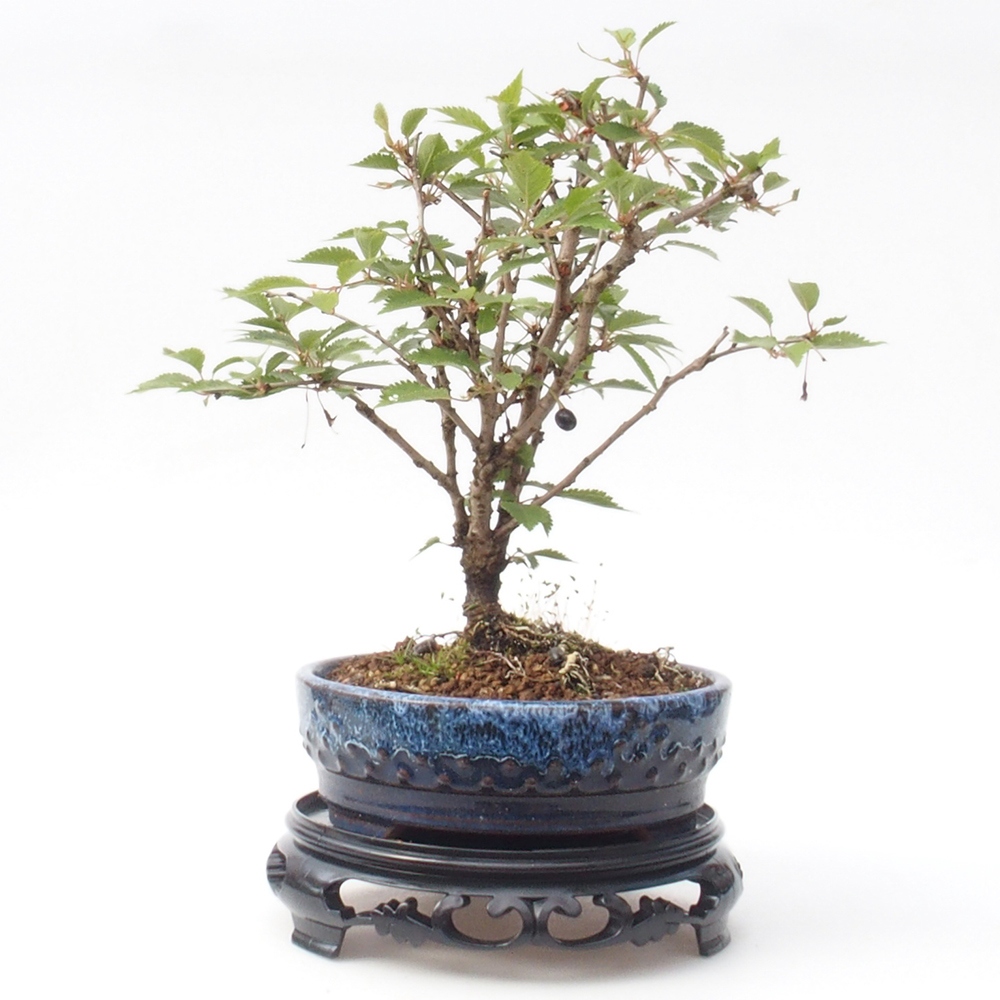 Bonsai stolík plastový okrúhly 17,5 x 17,5 x 4  cm, farba čierna