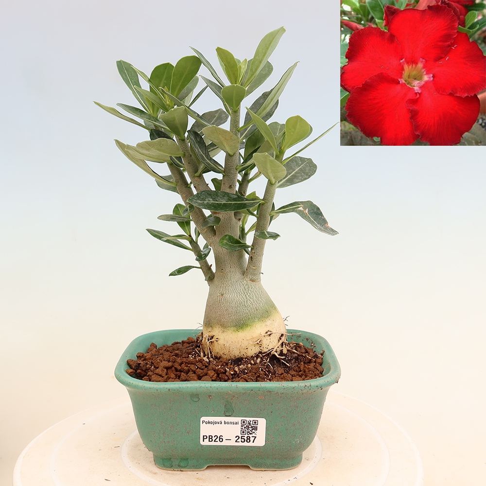 Izba bonsai – Adenium obesum Red Star – Púštna ruža