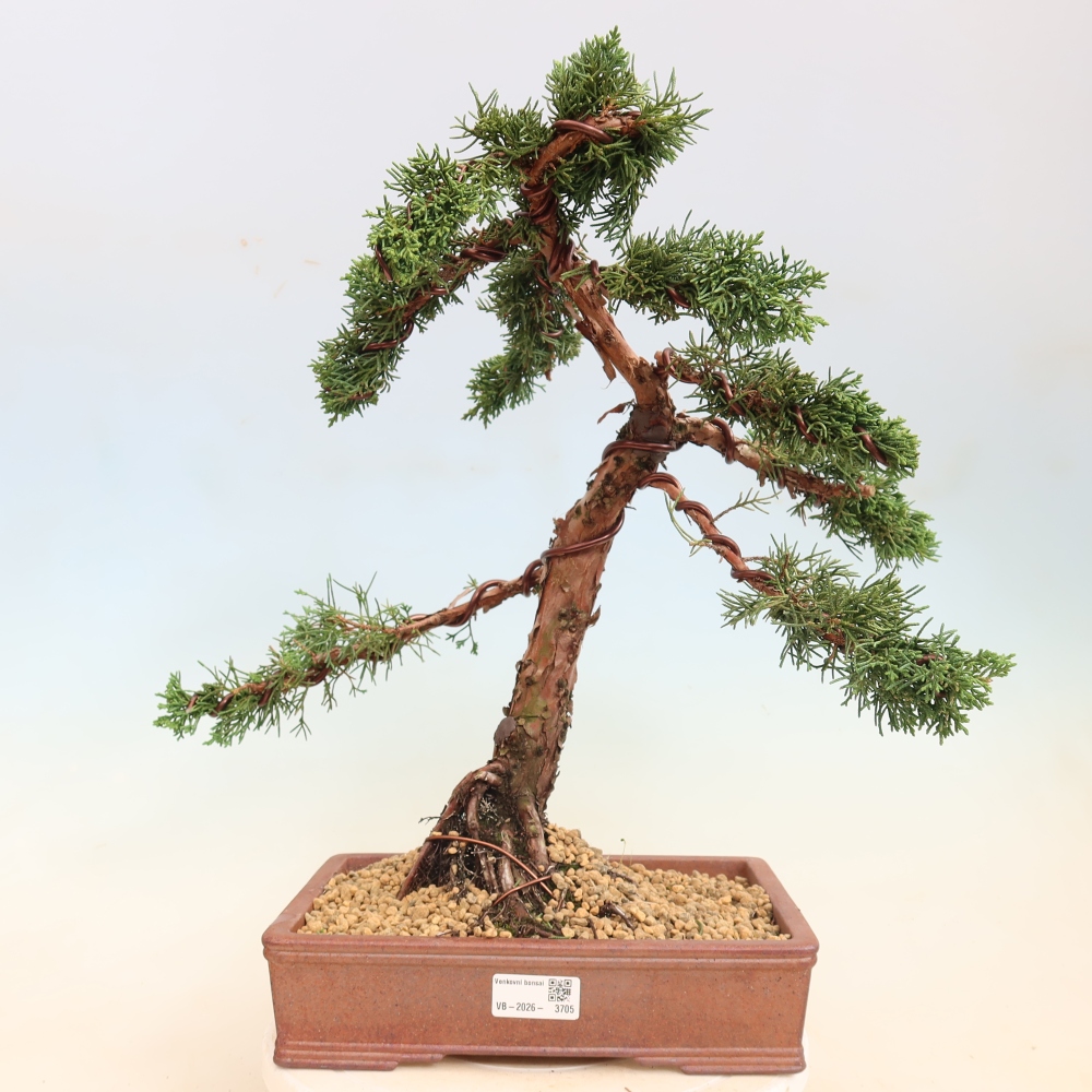 Vonkajší bonsaj - Juniperus chinensis Kishu