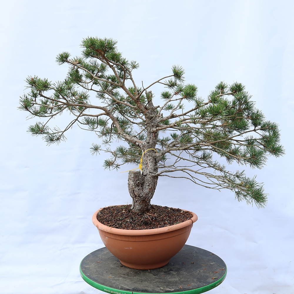 Pinus sylvestris Španielsko – borovica lesná