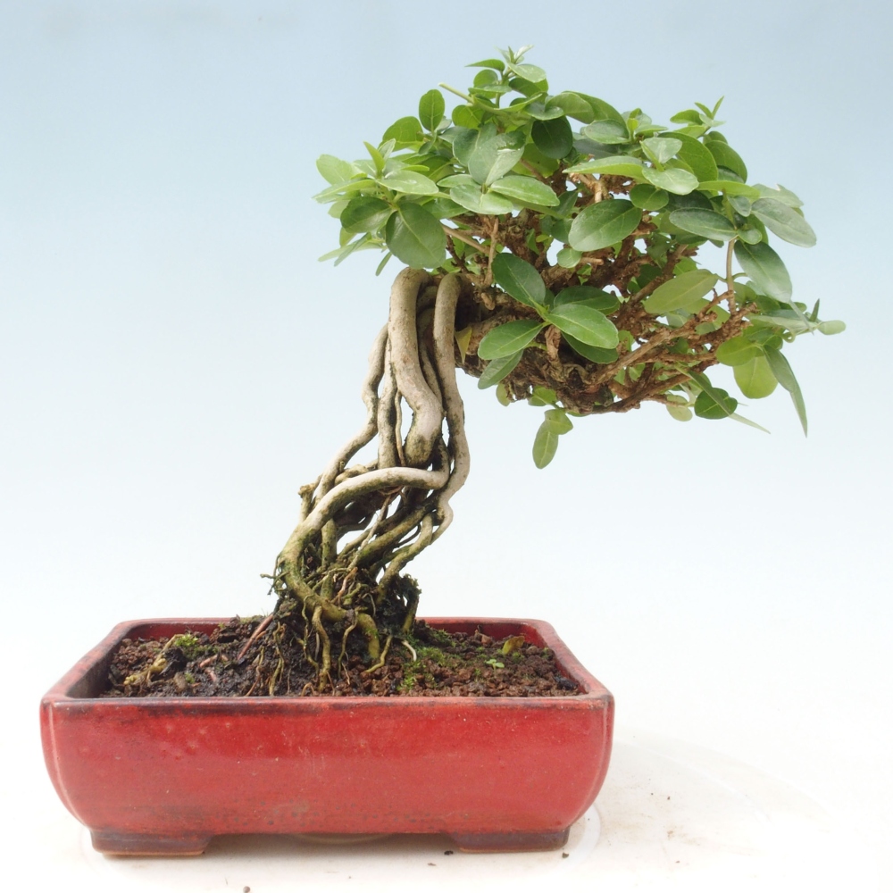 Izbová bonsai - Premna serratifolia - Kozlovoň malolistá